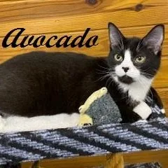 A baby small-sized female Black & White / Tuxedo Tuxedo cat named Avocado  Sweet And for adoption in Southern Pines, NC