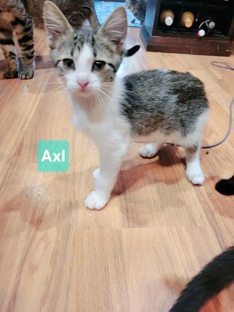 Axl thumbnail 4