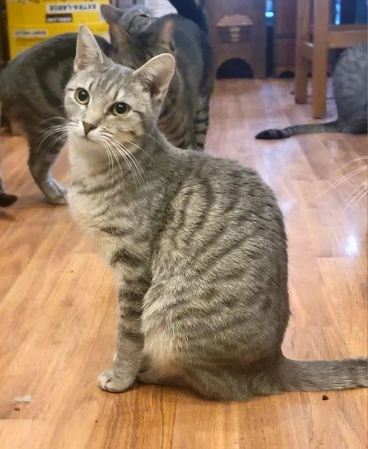 An adult medium-sized female Tabby (Gray / Blue / Silver) Domestic Short Hair cat named Babs for adoption in Omaha, NE