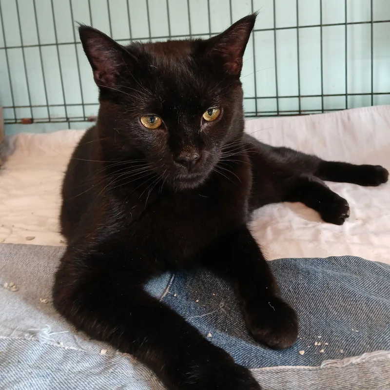 An adult medium-sized male Black Domestic Short Hair cat named Batmanspecial Needs for adoption in Germansville, PA