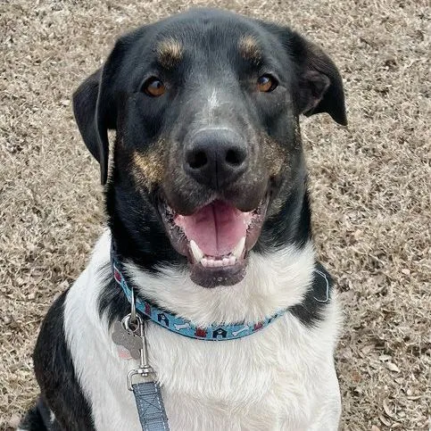 An adult large-sized male Black Shepherd dog named Benji for adoption in Oklahoma City, OK