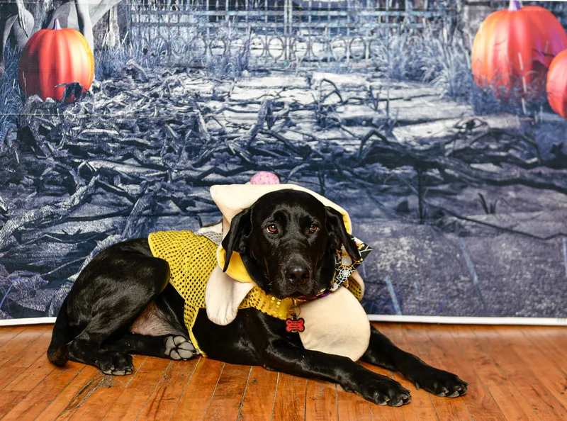 Susie Q thumbnail 16