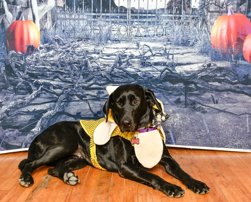 Susie Q thumbnail 14