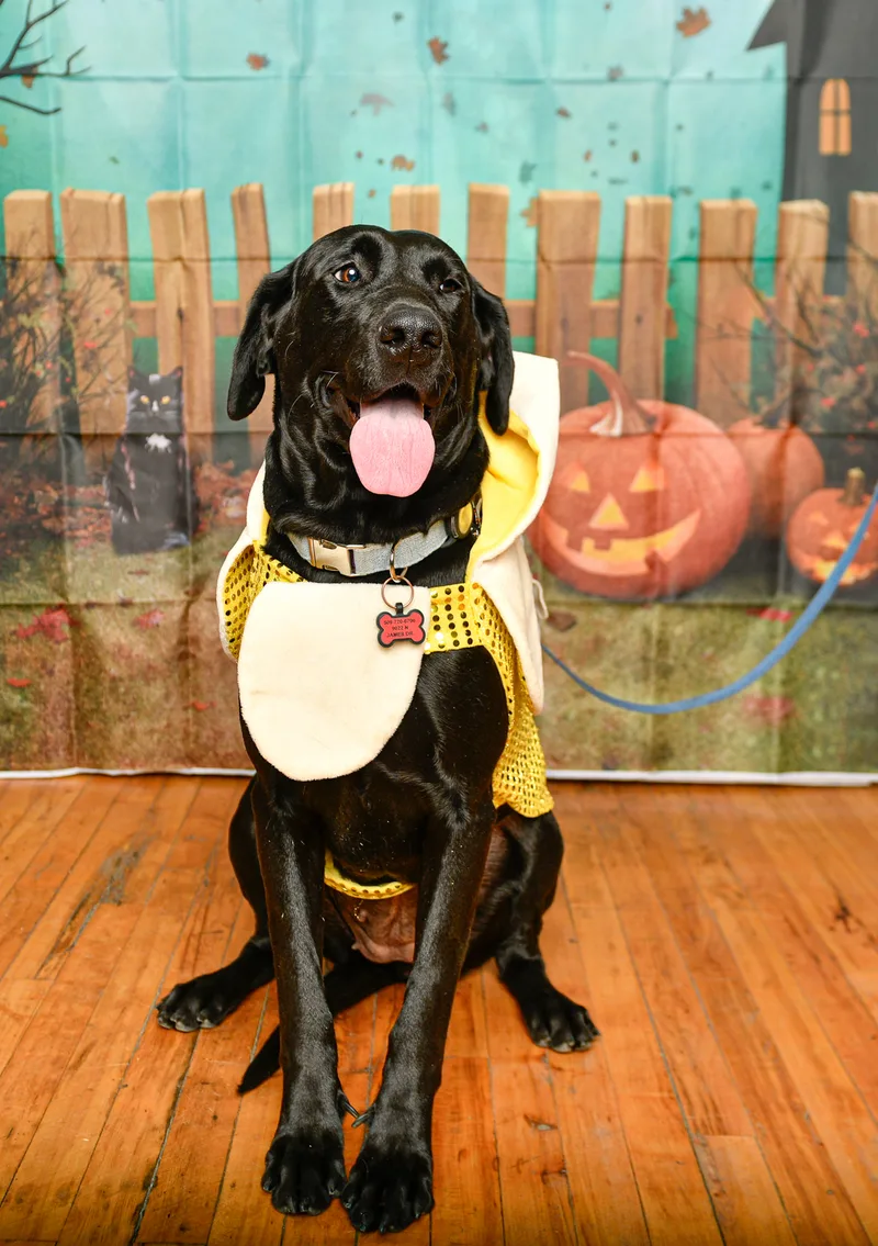 Susie Q thumbnail 11