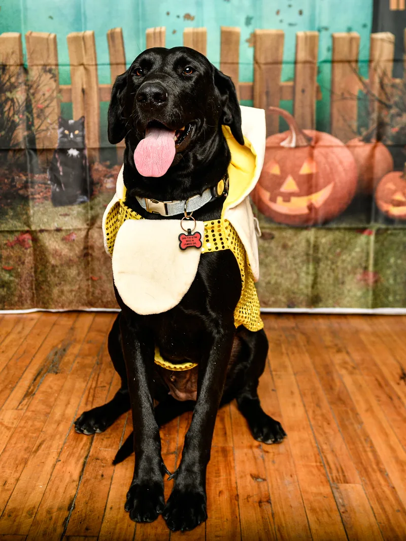 Susie Q thumbnail 10