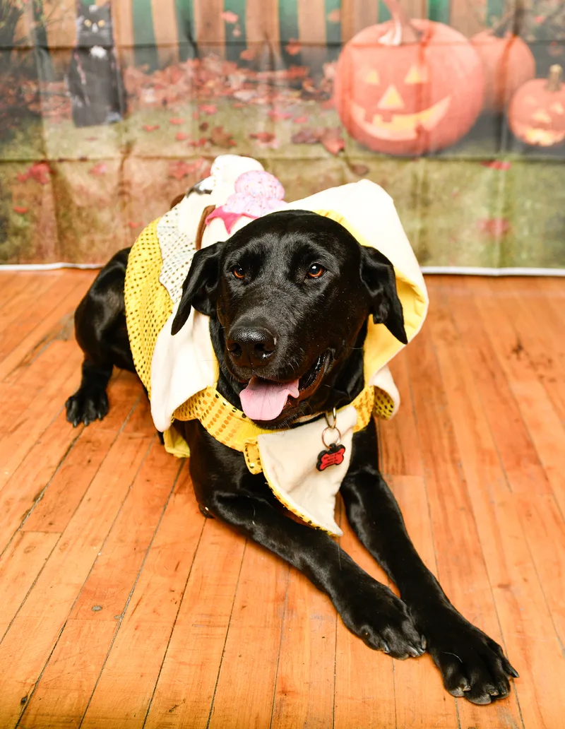 Susie Q thumbnail 12