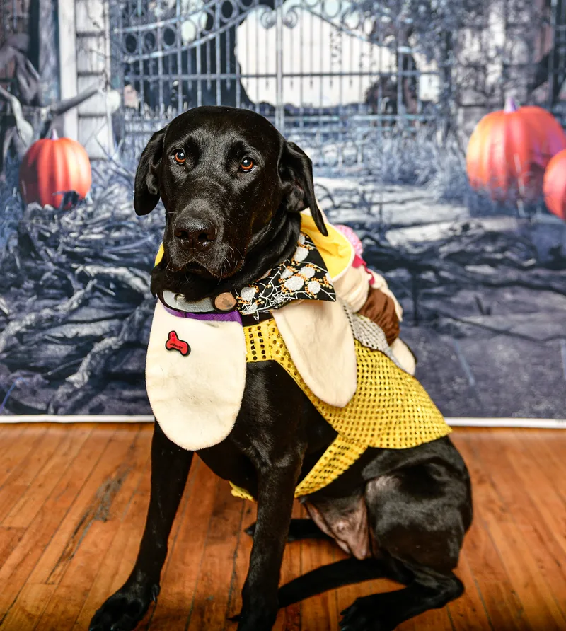 Susie Q thumbnail 13