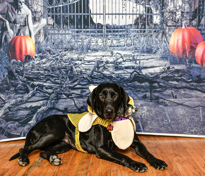 Susie Q thumbnail 15