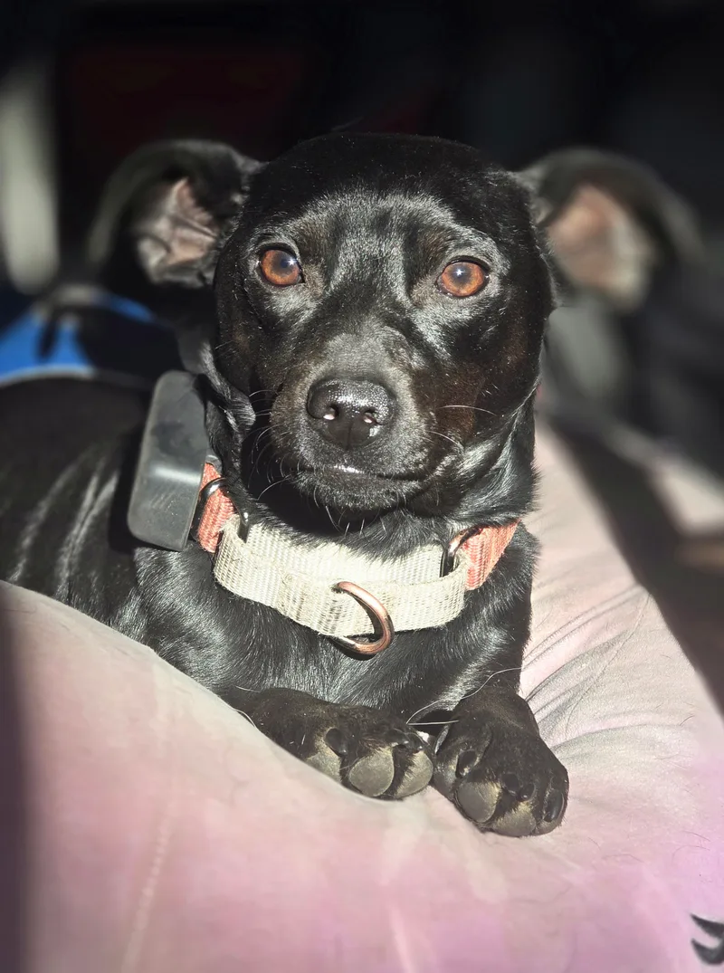 A young small-sized male Black Miniature Pinscher dog named Rory for adoption in Elk, WA