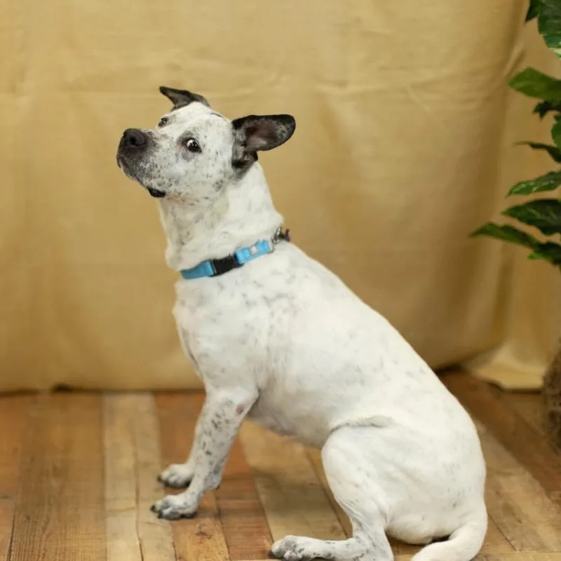 An adult medium-sized female White / Cream Pit Bull Terrier dog named Blitz for adoption in East Saint Louis, IL