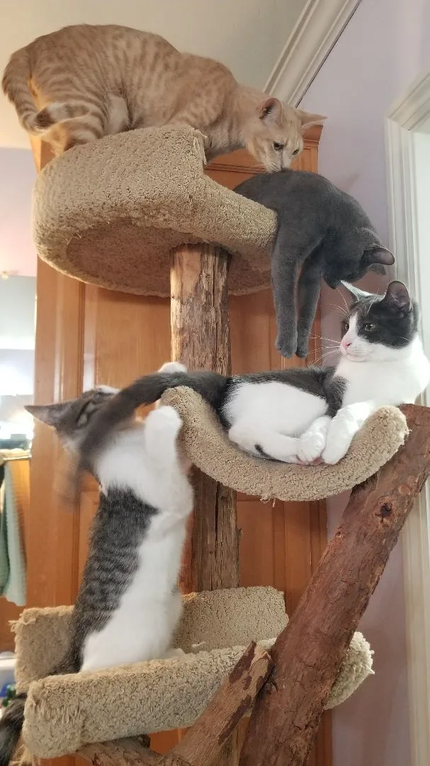 Maverick thumbnail 2