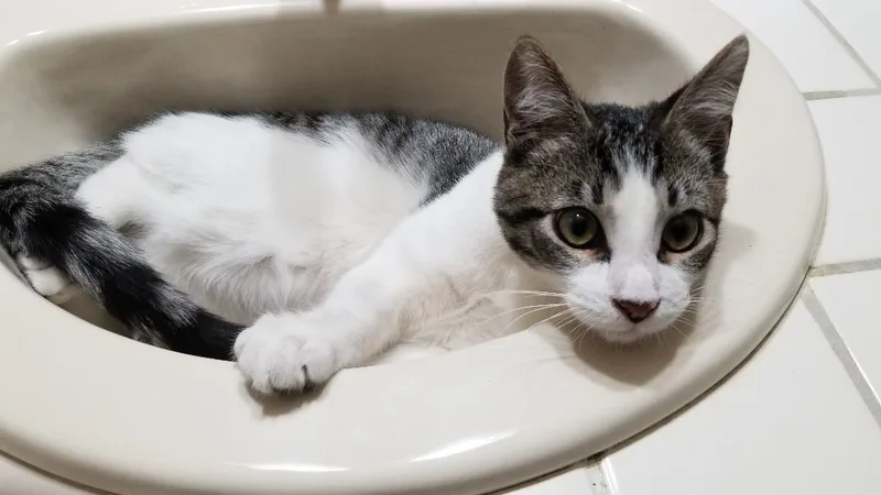 Maverick thumbnail 3