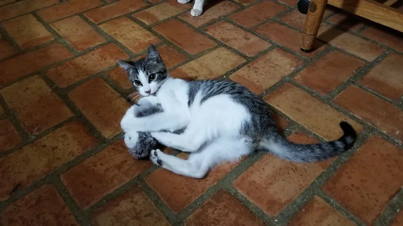 Maverick thumbnail 4