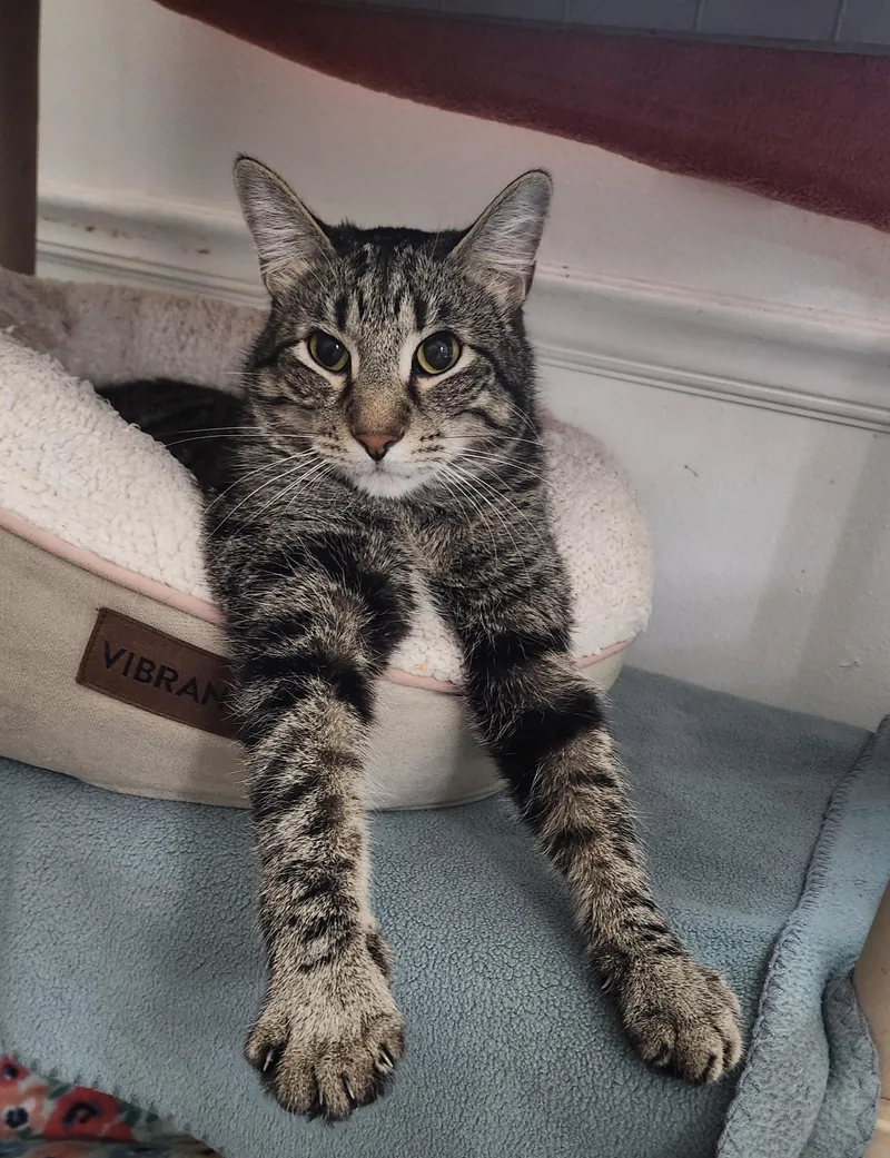 An adult medium-sized male Gray tabby Tabby cat named Froggy for adoption in Tahlequah, Oklahoma