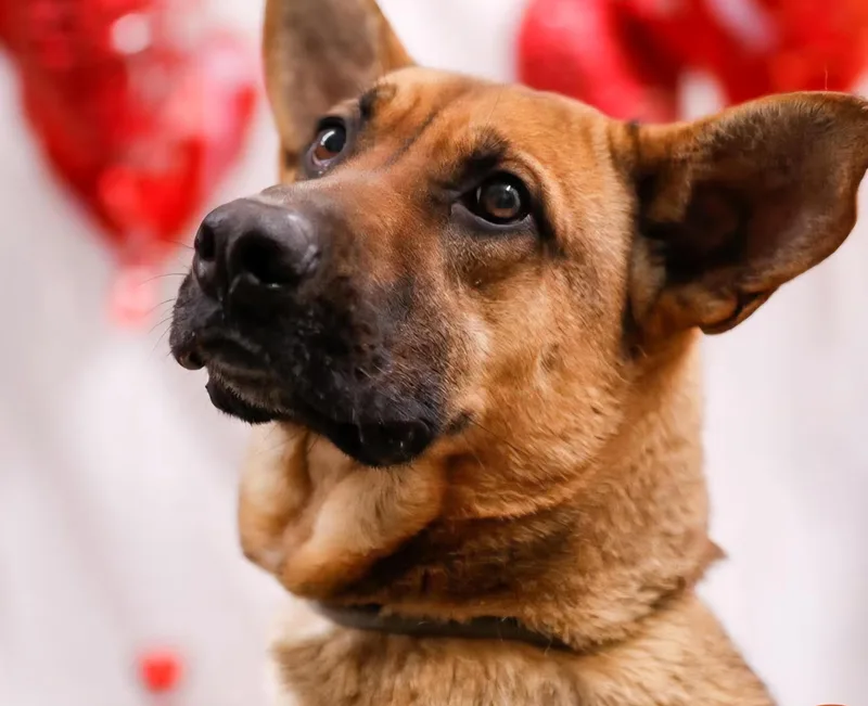 A young large-sized male Golden German Shepherd Dog dog named Chuck for adoption in Tahlequah, Oklahoma