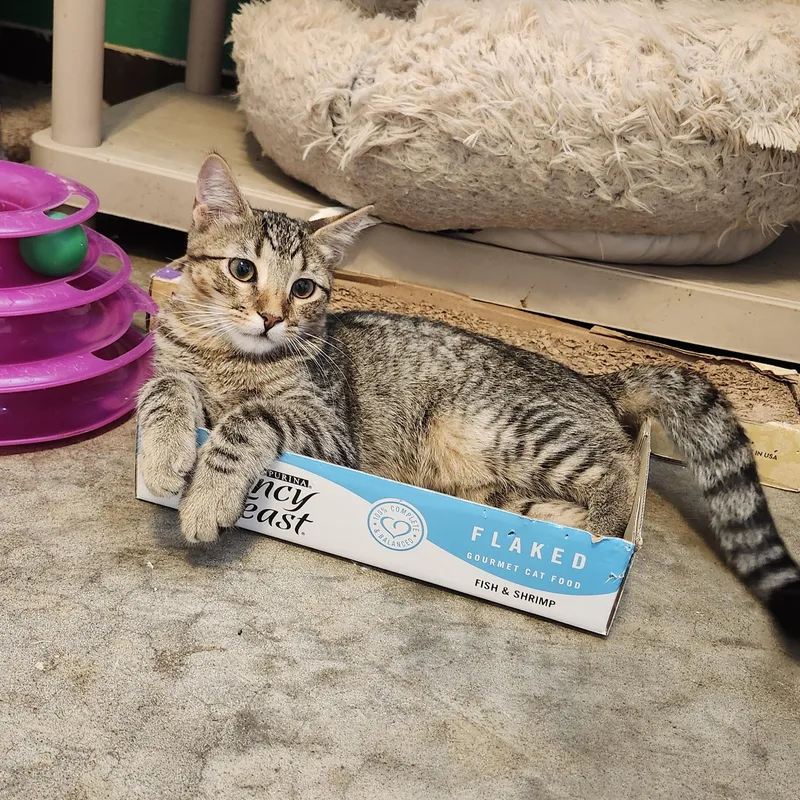 A young medium-sized male Tabby (Buff / Tan / Fawn) Tabby cat named Danny for adoption in Tahlequah, Oklahoma