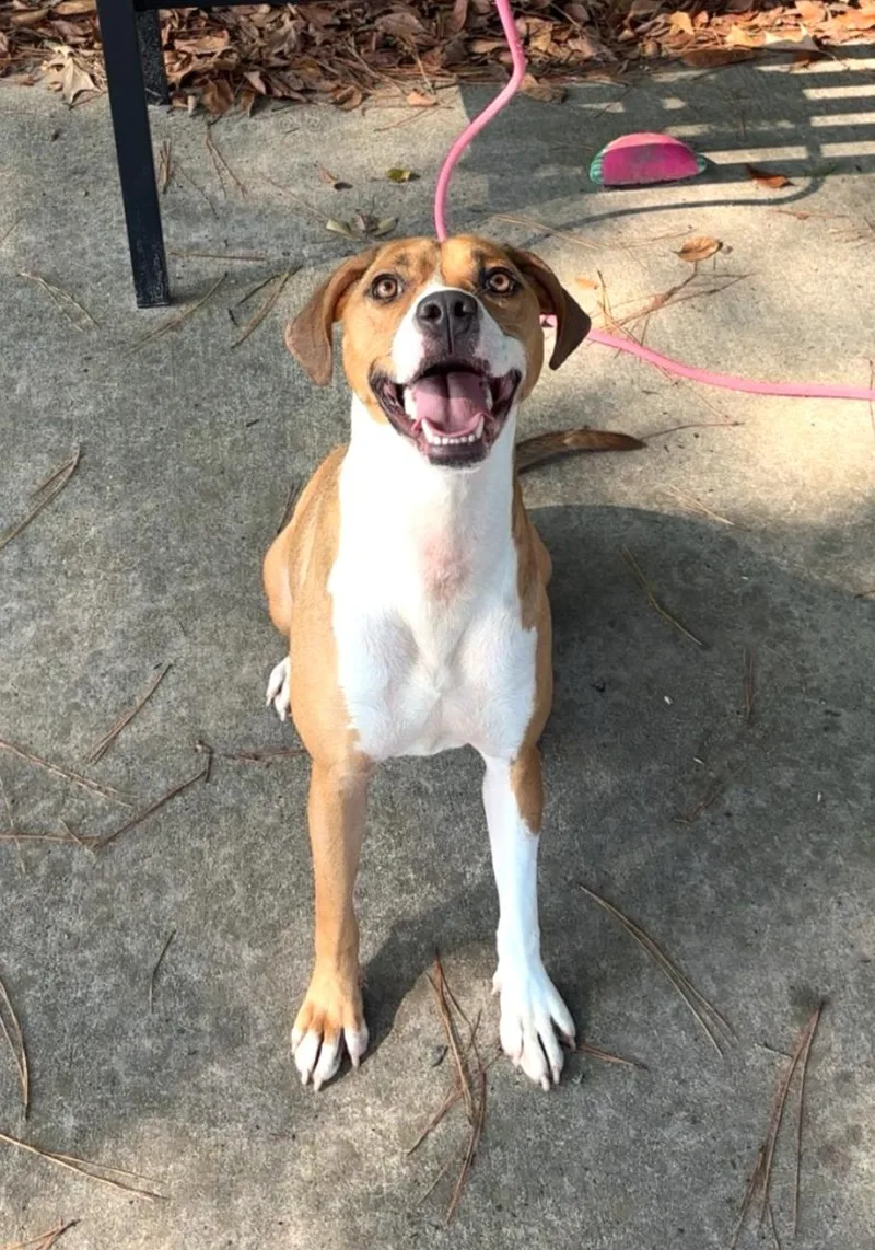 Cheyenne thumbnail 3