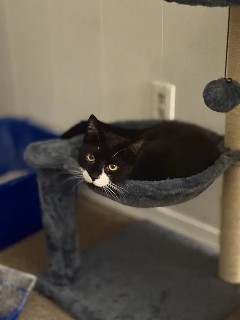 Slingshot thumbnail 4