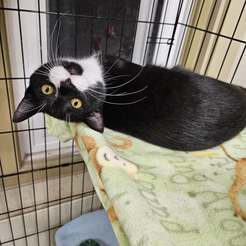 Slingshot thumbnail 6