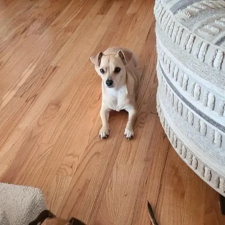 Butterbean thumbnail 3