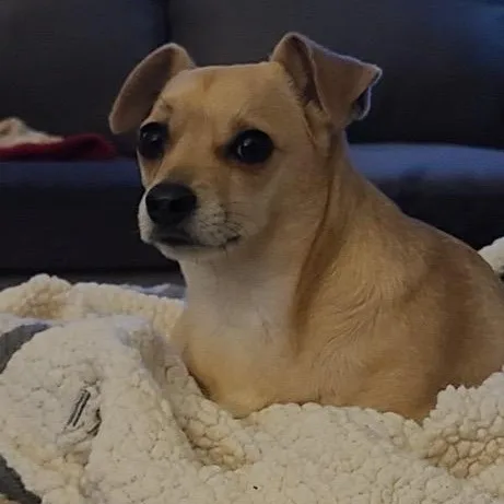 Butterbean thumbnail 4