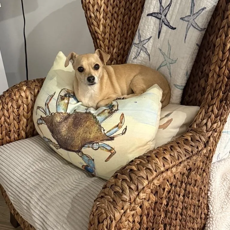 Butterbean thumbnail 5