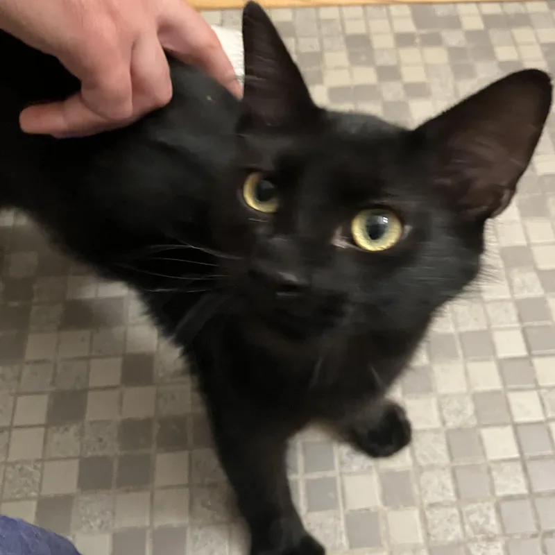 Potato Nightshade thumbnail 2