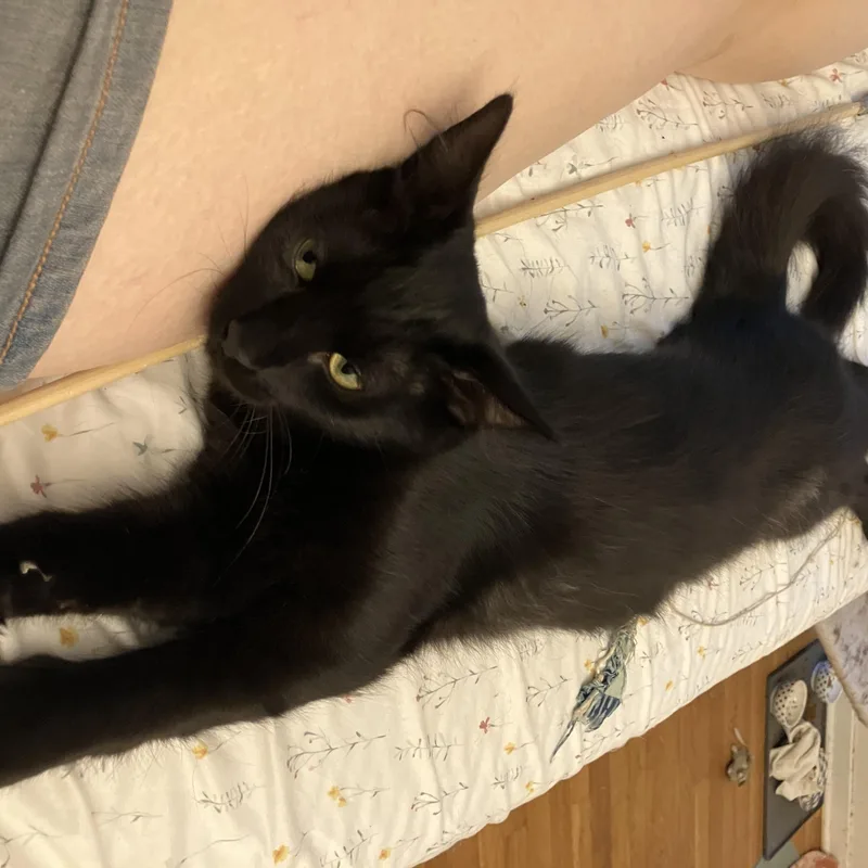 Potato Nightshade thumbnail 3