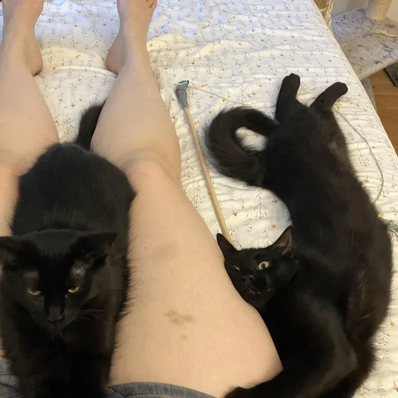 Potato Nightshade thumbnail 4