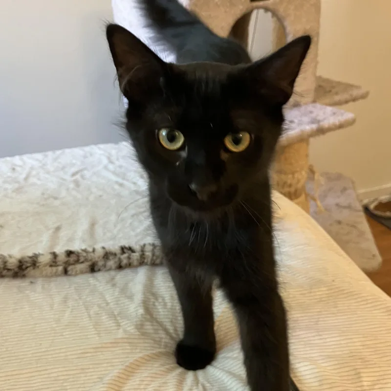 Potato Nightshade thumbnail 5