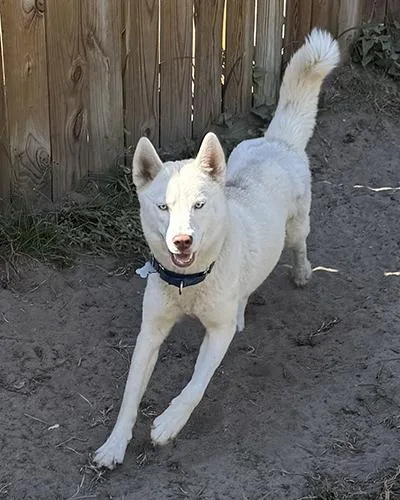 Snowball thumbnail 2