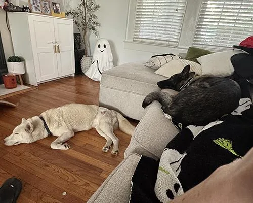 Snowball thumbnail 3