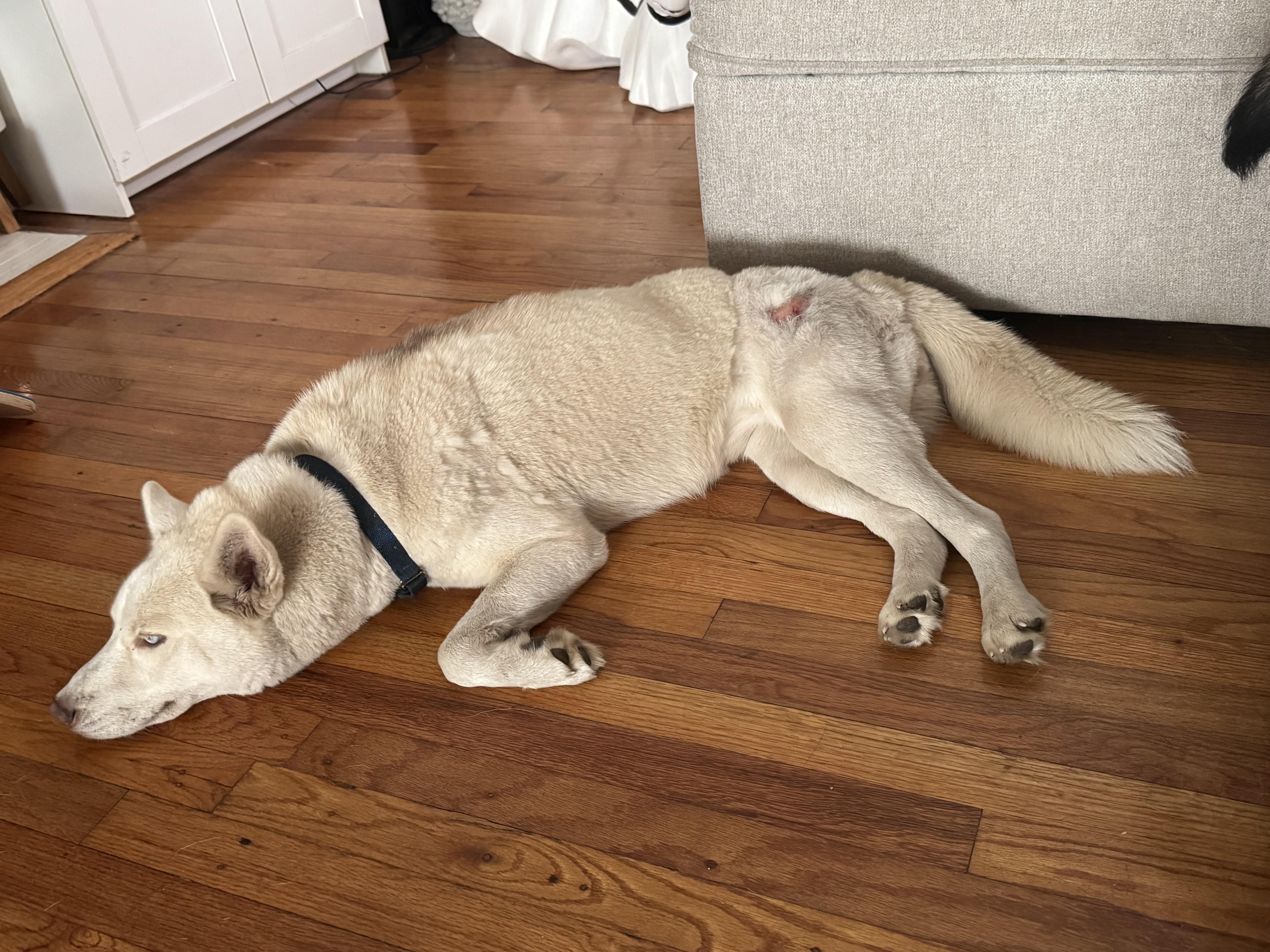 Snowball thumbnail 4