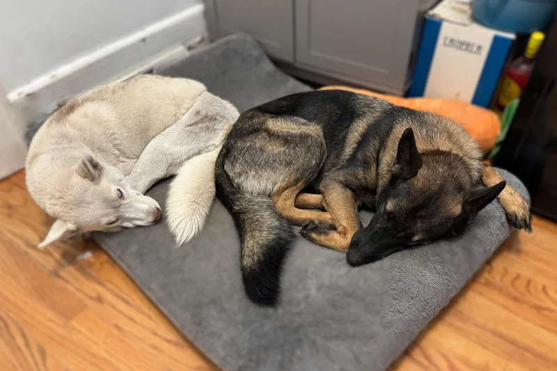 Snowball thumbnail 5