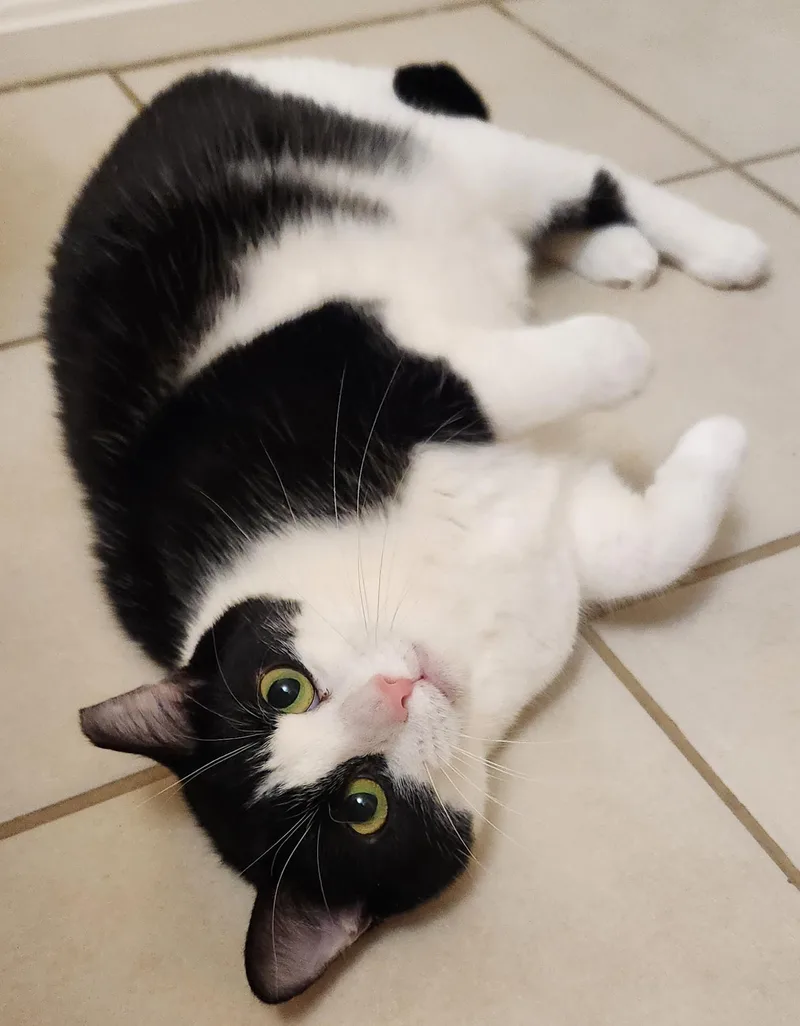 M. Kors & Tory thumbnail 4