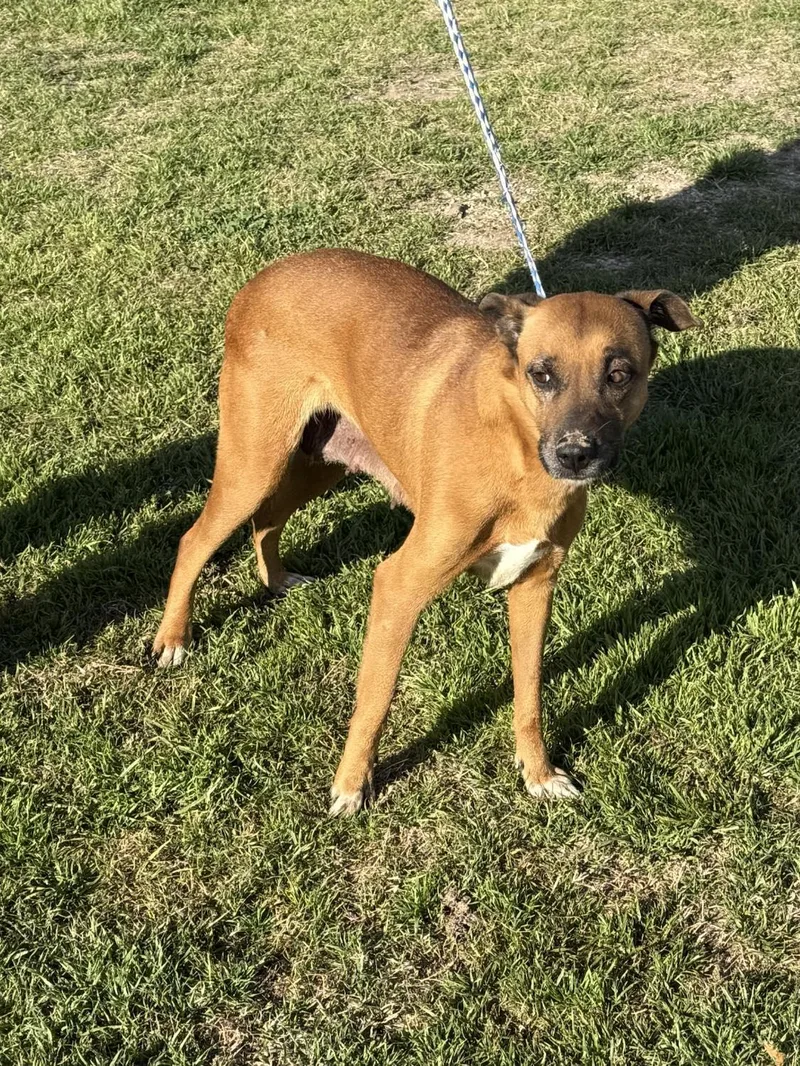 Savannah thumbnail 3