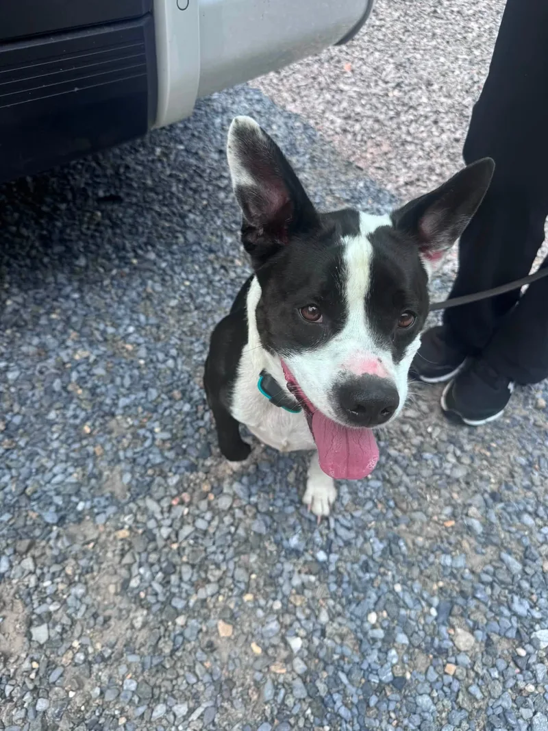 An adult medium-sized female Black & White Mixed Breed dog named Katie Pofessional for adoption in Egg Harbor City, NJ