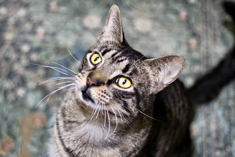 Meyer And Holly thumbnail 2