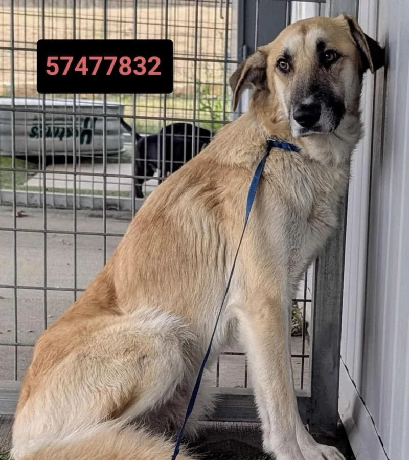 Dasher & Dancer Mom thumbnail 2