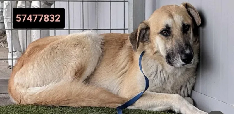 Dasher & Dancer Mom thumbnail 3