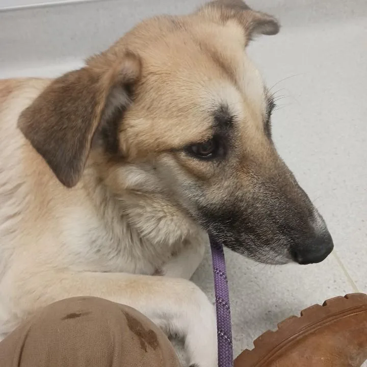 Dasher & Dancer Motherdaughter thumbnail 2