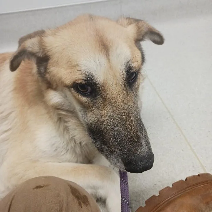 Dasher & Dancer Motherdaughter thumbnail 4