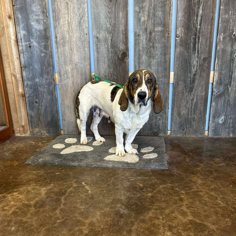 Dorothy   $ thumbnail 3