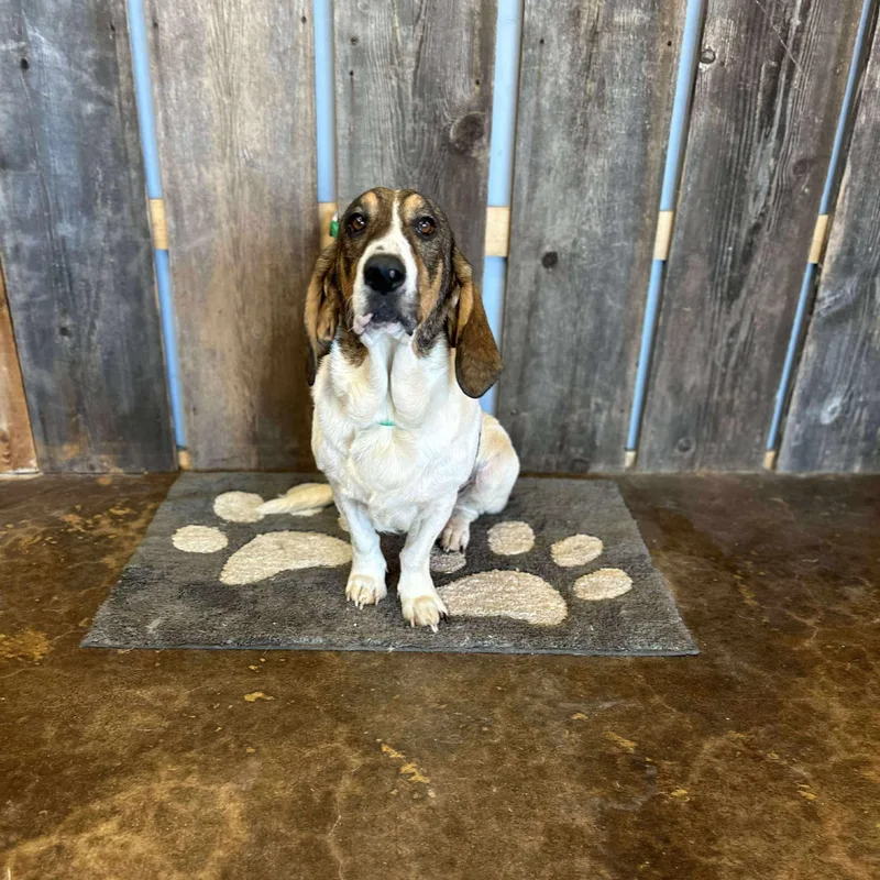 Dorothy   $ thumbnail 5