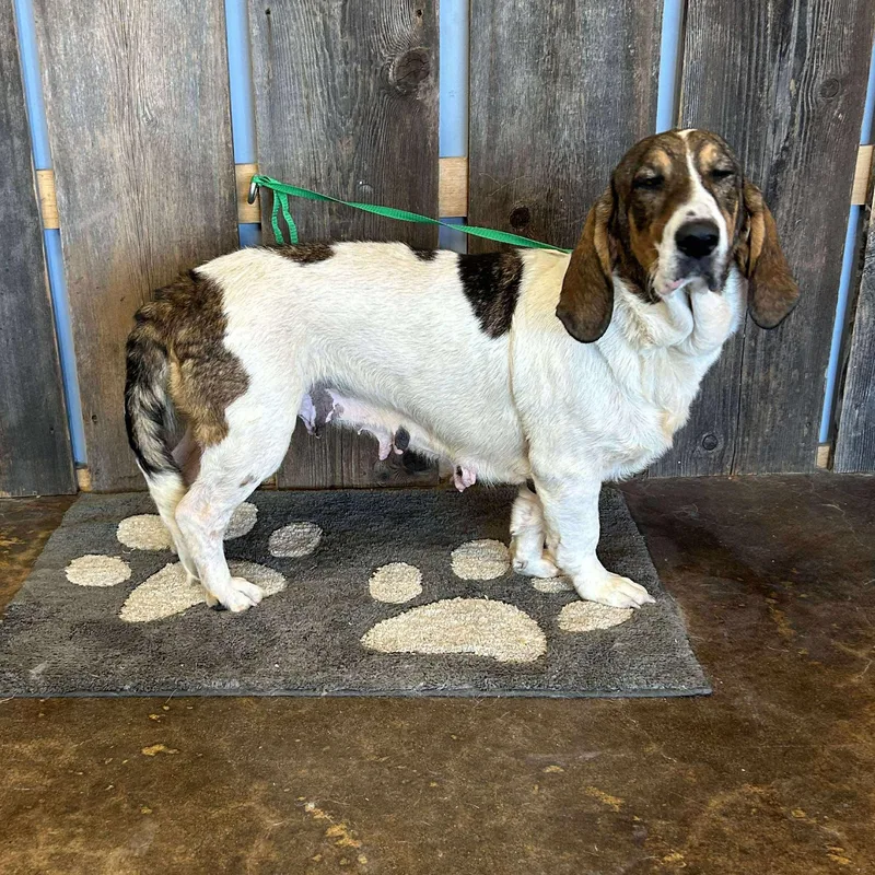 Dorothy   $ thumbnail 6