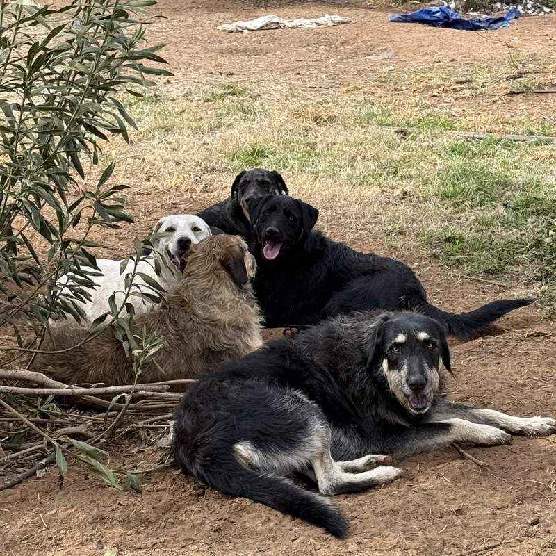 Sargento thumbnail 2