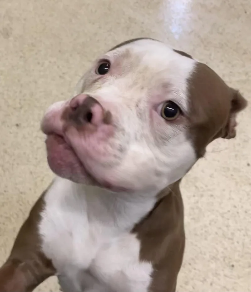 Sweet Pea thumbnail 2