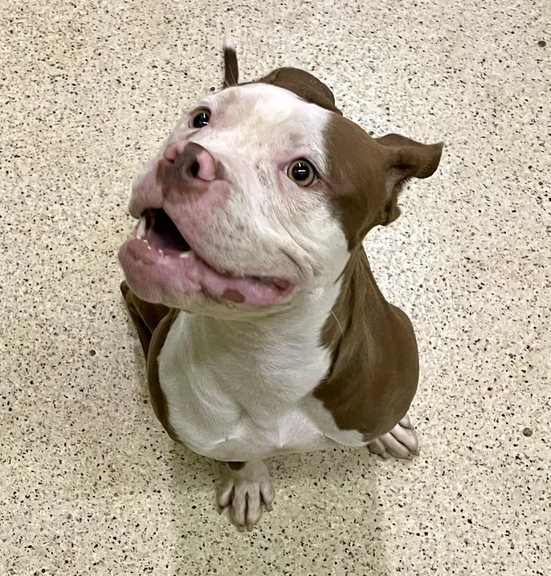 Sweet Pea thumbnail 5