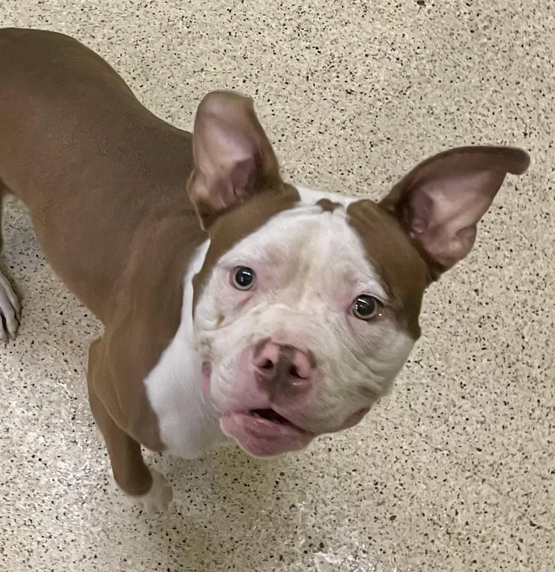 Sweet Pea thumbnail 6