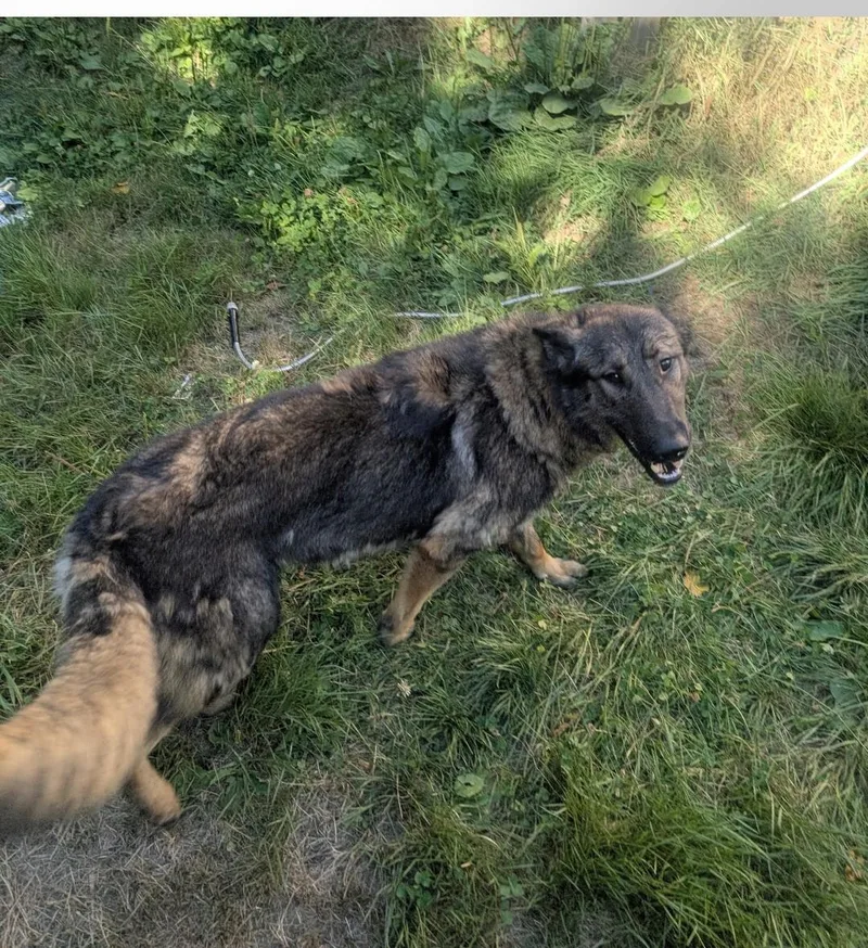 Midnight thumbnail 2